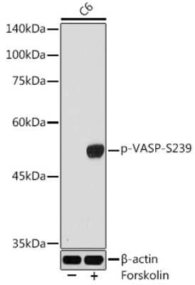 Western Blot: VASP [p Ser239] AntibodyAzide and BSA Free [NBP3-16890]